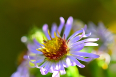 Symphyotrichinae
