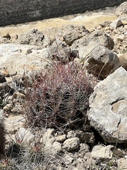 Hamatocactus hamatacanthus