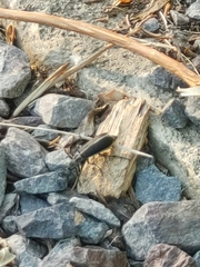 Epicauta cinerea-group