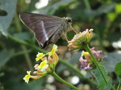 Hasora chromus chromus