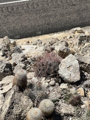 Hamatocactus hamatacanthus