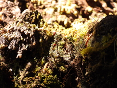 Cladonia bellidiflora
