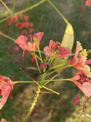 Tetraponera rufonigra