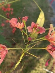 Tetraponera rufonigra