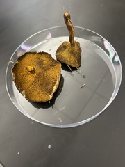 Coltricia cinnamomea