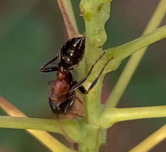 Tetraponera rufonigra