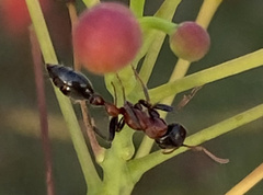 Tetraponera rufonigra