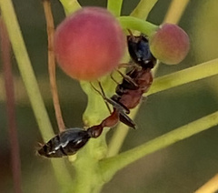 Tetraponera rufonigra