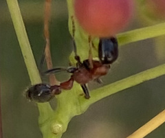 Tetraponera rufonigra