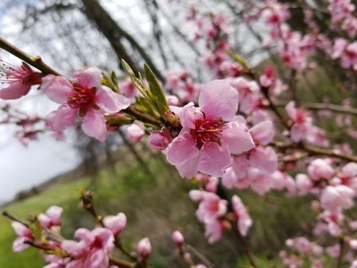 Prunus persica