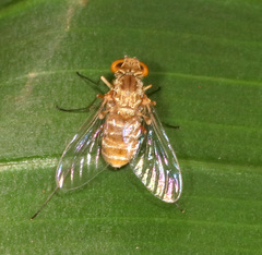 Chrysopilus