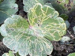 Eugaurax floridensis