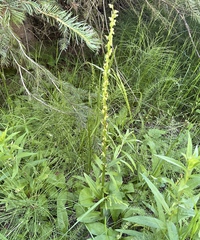 Platanthera stricta