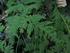 Tectaria devexa