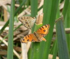 Junonia almana almana