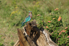 Coracias benghalensis