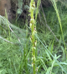 Platanthera stricta