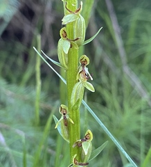 Platanthera stricta