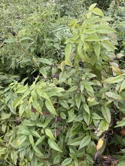 Bidens vulgata