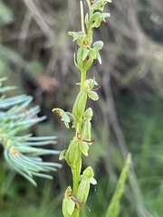 Platanthera stricta