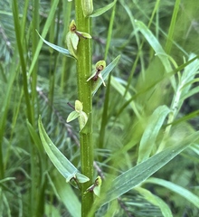 Platanthera stricta