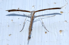 Emmelina monodactyla