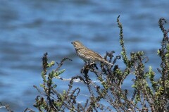 Passerculus sandwichensis rostratus