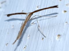 Emmelina monodactyla