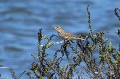 Passerculus sandwichensis rostratus