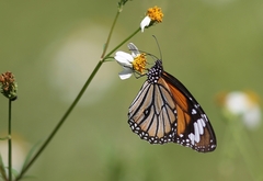 Danaus genutia