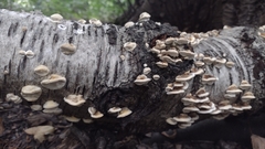 Fungi