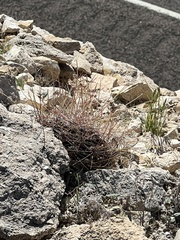 Hamatocactus hamatacanthus hamatacanthus