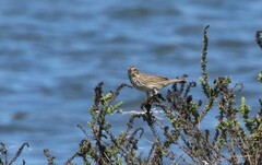 Passerculus sandwichensis rostratus