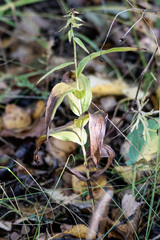 Epipactis