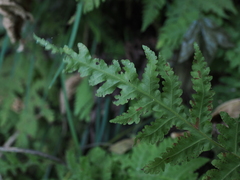 Tectaria devexa