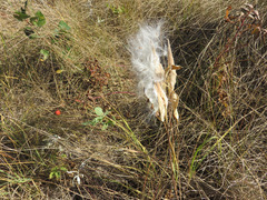 Asclepias ovalifolia