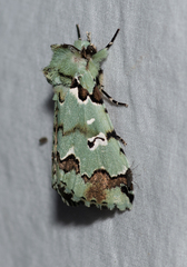 Pansemna beryllodes