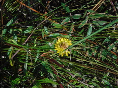 Polygala rugelii