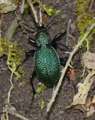 Carabus scabrosus tauricus