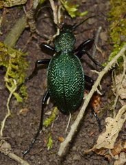Carabus scabrosus tauricus