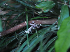 Liriope graminifolia