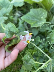 Solanum douglasii