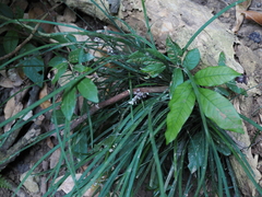 Liriope graminifolia
