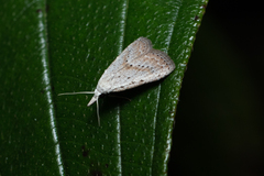 Meganola brunellus