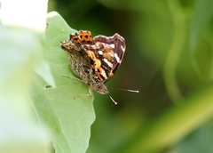 Vanessa indica