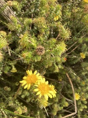 Cullumia setosa