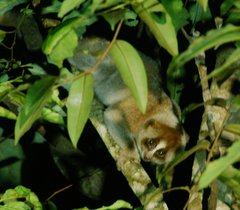 Kayan Slow Loris photo 2