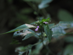 Dicliptera chinensis
