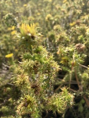 Cullumia setosa