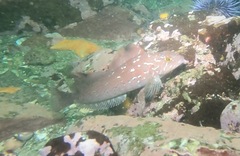 Hexagrammos decagrammus